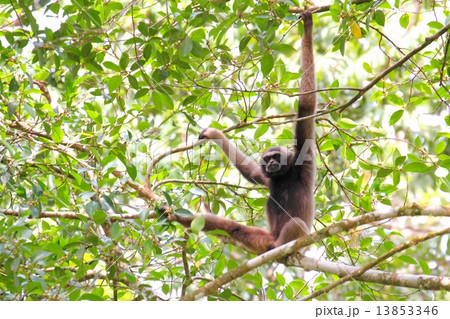 Bornean Gibbon （ミューラーテナガザル） 13853346