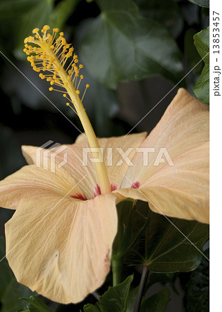 Light beige Hibiscus flower Light beige Hibiscus flower 13853457