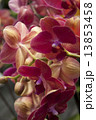 Photography of Phalaenopsis Orchid flowers. 13853458