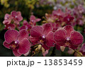 Photography of Phalaenopsis Orchid flowers. 13853459