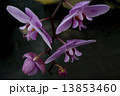 Photography of purple Phalaenopsis Orchid flower. 13853460