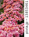 Photography of pink Kalanchoe plant bloom. 13853461