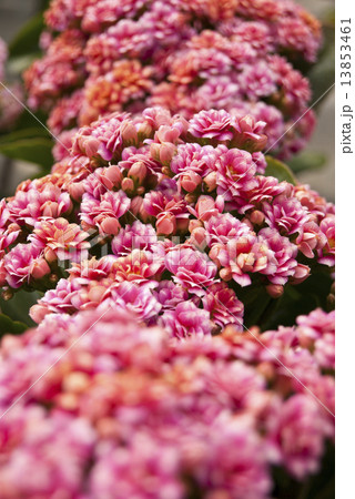 Photography of pink Kalanchoe plant bloom. Photography of pink Kalanchoe plant bloom. 13853461