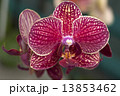 Photography of Phalaenopsis Orchid flower. 13853462
