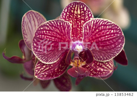 Photography of Phalaenopsis Orchid flower. 13853462