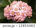 Photography of pink Kalanchoe plant bloom. 13853463