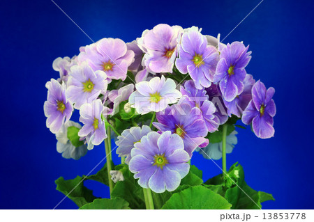 プリムラ 13853778