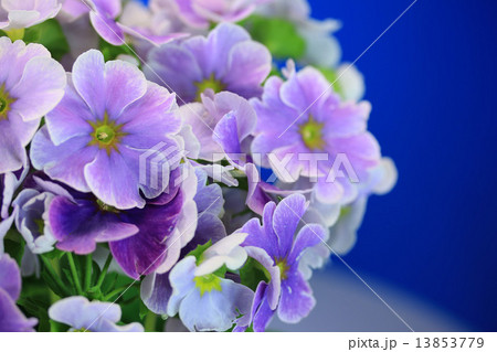 プリムラ プリムラ 13853779