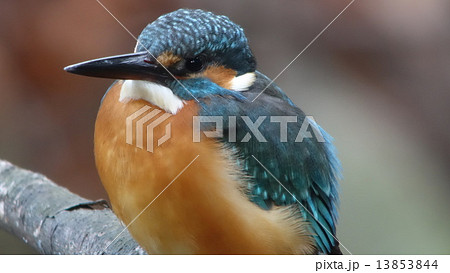 カワセミ 13853844