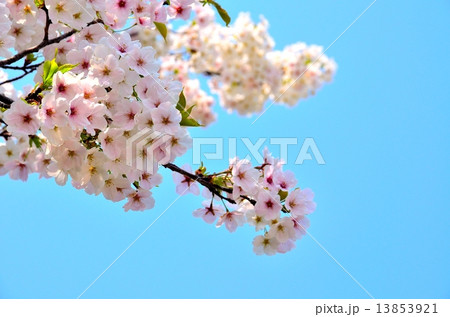 桜 13853921