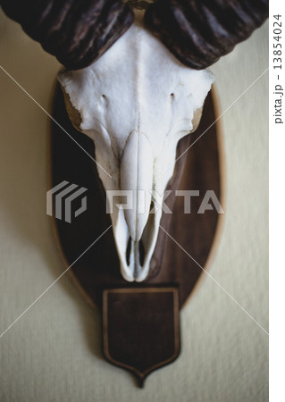 Barbary Sheep skull hanging on wall 13854024