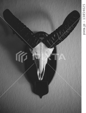 black and white photo of moufflon skull hanging on wall 13854025