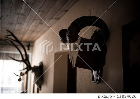 Toned shot of wall in hunters house decorated by animal skulls 13854026