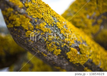 Closeup shot of yellow moss growing on old wood Closeup shot of yellow moss growing on old wood 13854029