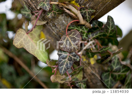 Closeup shot of ivy leaves on wooden fence 13854030