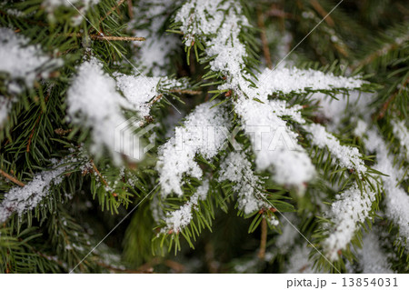 photo of fir tree branch covered by snow photo of fir tree branch covered by snow 13854031
