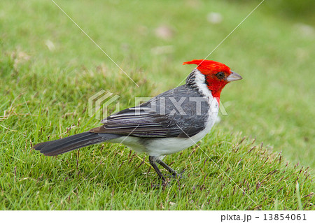 ハワイの赤い鳥 REDCRESTED CARDINAL ハワイの赤い鳥 REDCRESTED CARDINAL 13854061