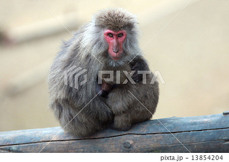 猿の親子 13854204
