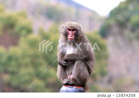 ニホンザル 13854208