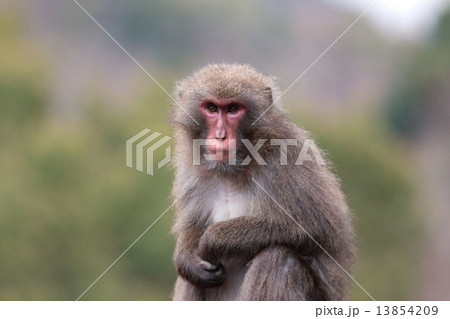 ニホンザル 13854209