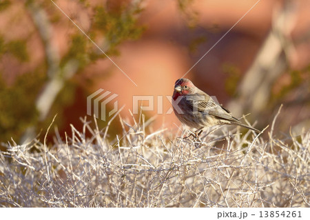 House Finch 13854261