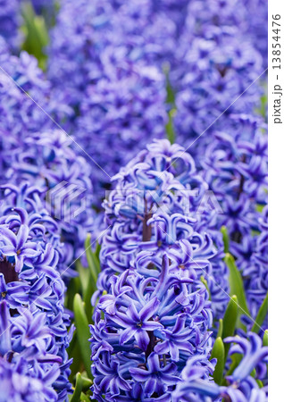 Macro shot of blue hyacinth Macro shot of blue hyacinth 13854476