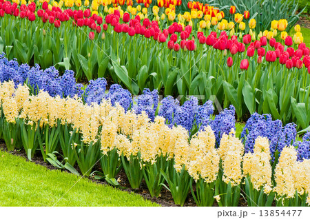 Vibrant flowerbed spring flower park Vibrant flowerbed spring flower park 13854477