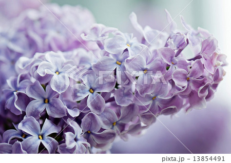 Close-up of lilac 13854491