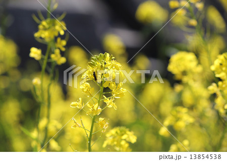 菜の花と虫 13854538