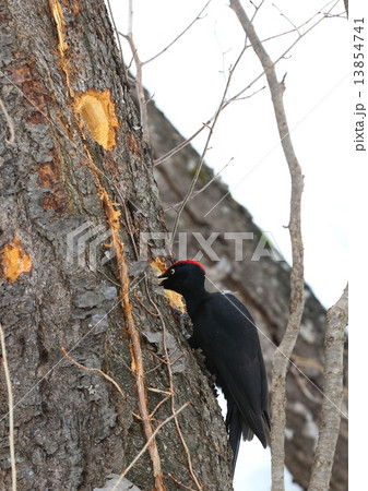 小樽なえぼ公園のクマゲラ 13854741