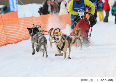 犬ぞり大会 13855306