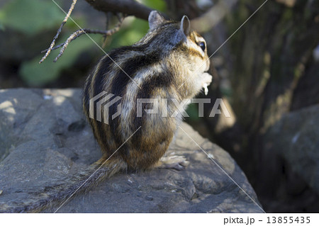 リスけつ 13855435