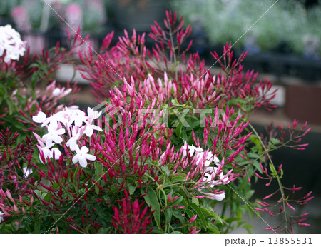 ハゴロモジャスミン 13855531