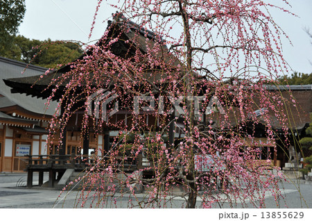 京都　城南宮の梅 13855629