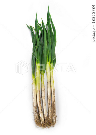 泥ネギ 泥ネギ 13855734