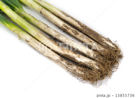 泥ネギ 泥ネギ 13855736