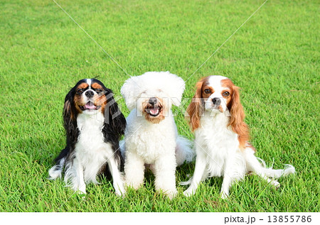 仲良し♪ 仲良し♪ 13855786