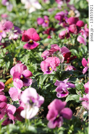 パンジー 13855921