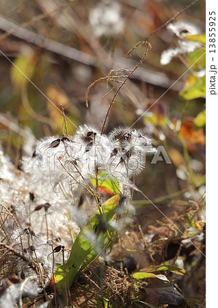 仙人草の種と髭 13855925