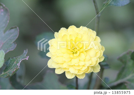 ポンポンギク 13855975