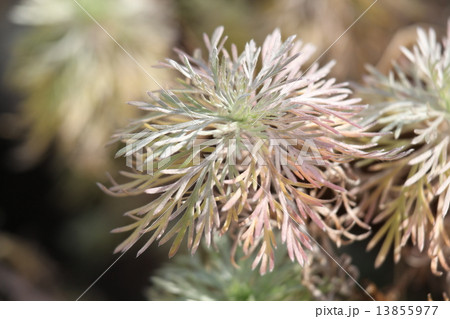 アサギリソウ 13855977