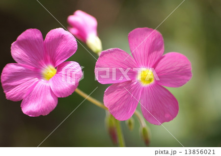 ピンクのオキザリス（ボーウィ：大型の花） 13856021