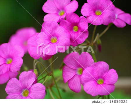 ピンクのオキザリス（ボーウィ：大型の花） 13856022