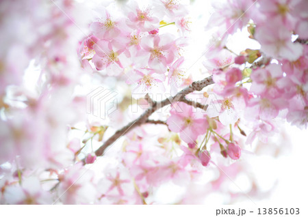 満開のピンクでパステルな桜の壁紙 満開のピンクでパステルな桜の壁紙 13856103