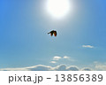 大空を舞う鳶 13856389