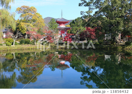 京都　秋の大沢池 13856432