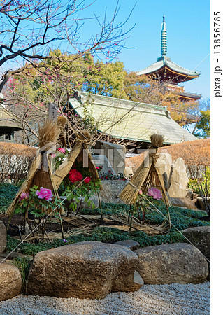 上野東照宮ぼたん苑の冬牡丹の花と五重塔 13856785
