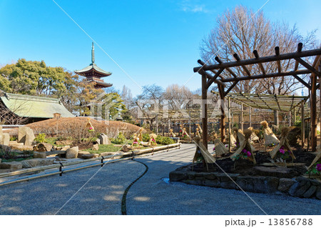 上野東照宮ぼたん苑の冬牡丹の花と五重塔 13856788