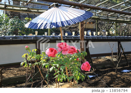 上野東照宮ぼたん苑の淡い赤色の冬牡丹の花の写真素材