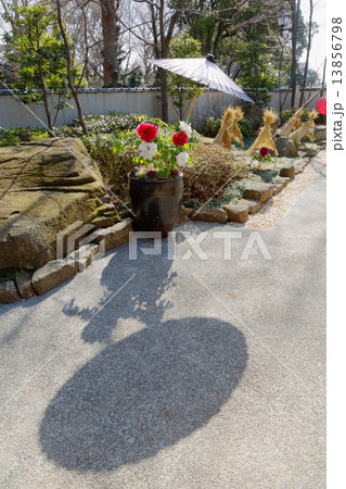 上野東照宮ぼたん苑のカラフルな冬牡丹の花 13856798